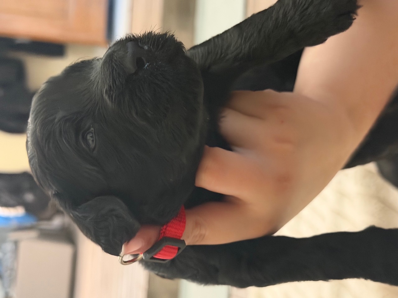 Red Boy Giant Schnoodle puppy